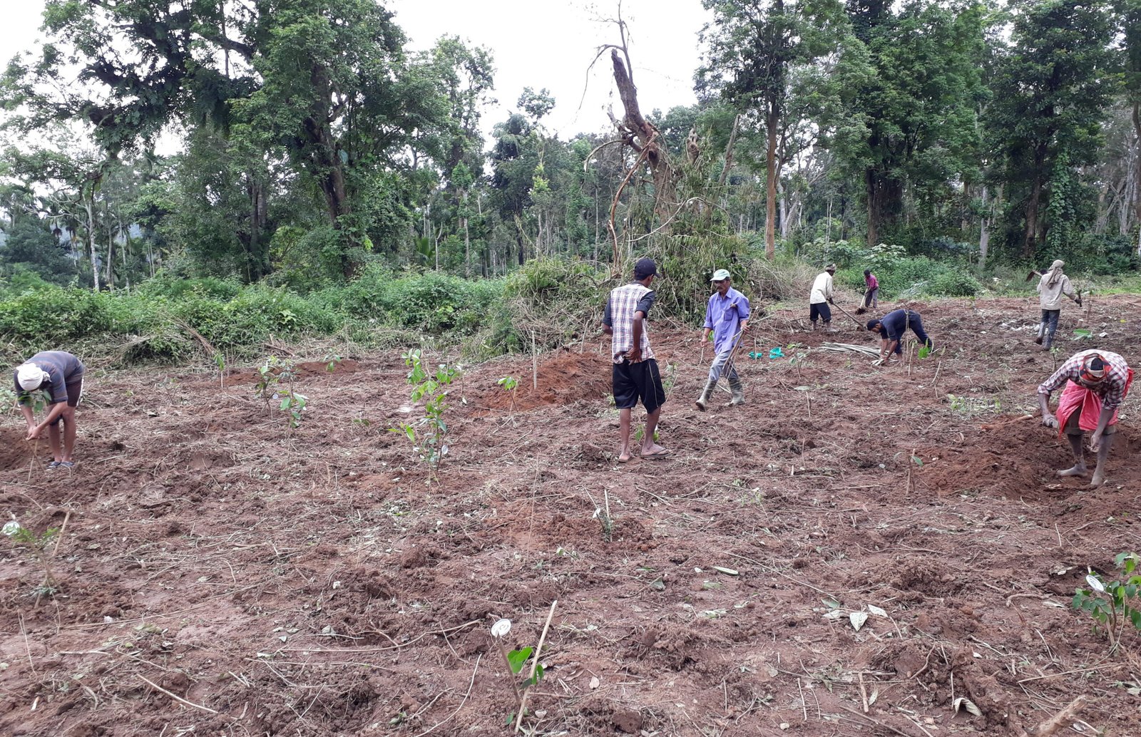 Planting of saplings