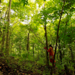 Under the canopy of grandmother trees